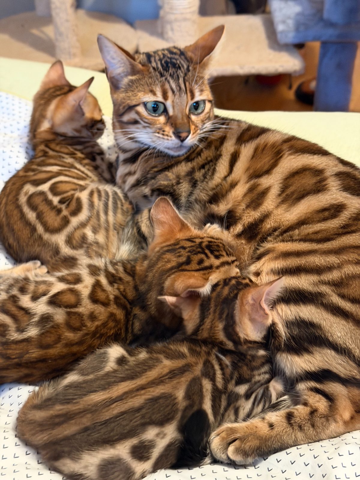 Bengal queen cuddling her kittens