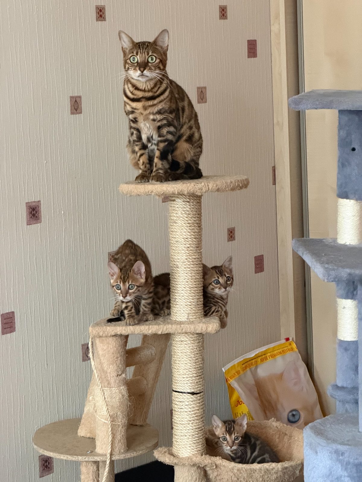 Bengal family on their cat tree