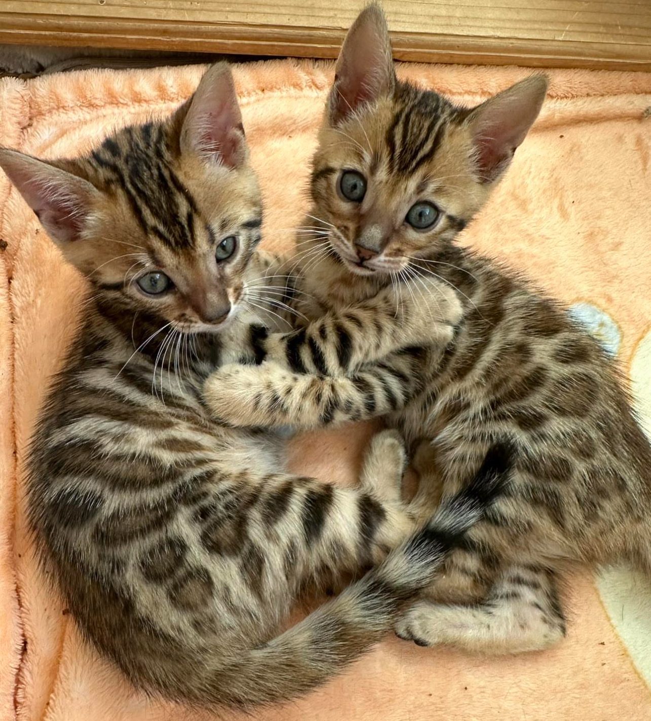 Two Bengal kittens relaxing together
